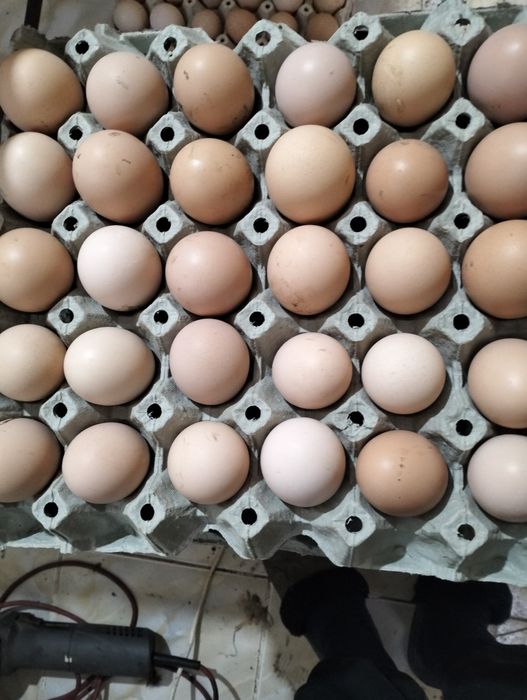 De vânzare poarta Albă