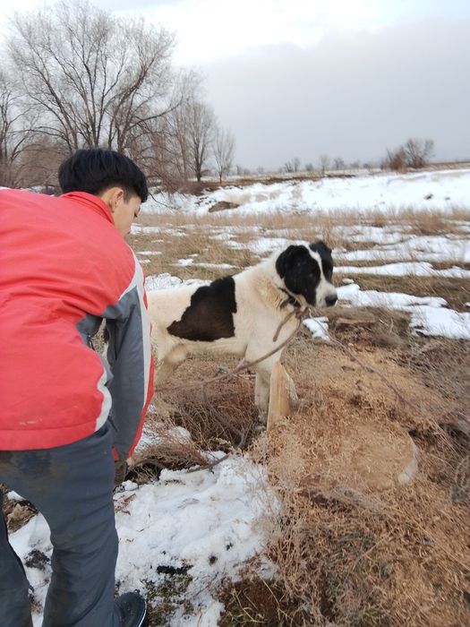 Алабай 2,5 жасар