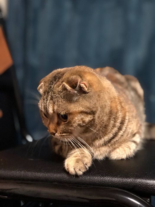 Скотиш фолд Тоза зот