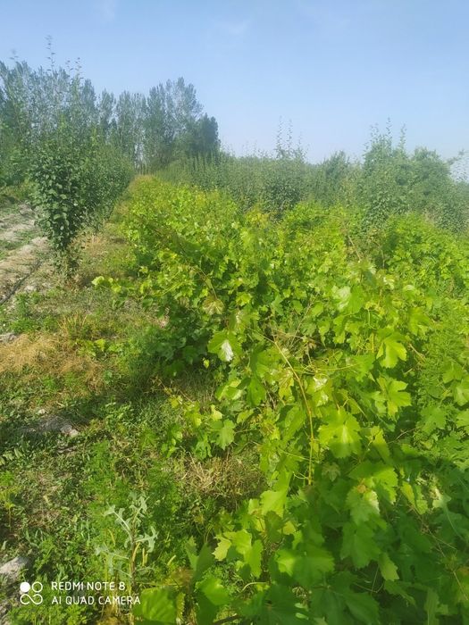 Кора кишмиш (ок думли) ва тойипи навли узумлар сотилади.3 йиллик