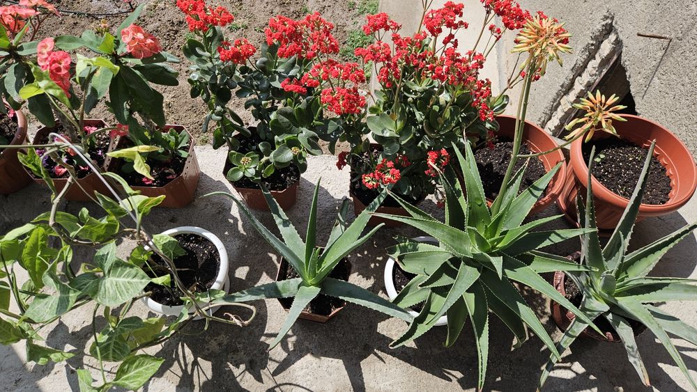 Цветы  для дома горшочках !!!