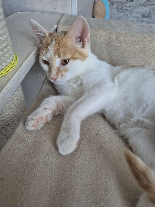 Отдам  котят  бесплатно