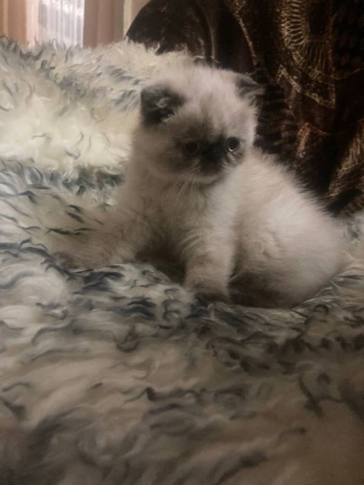 (Флеппиг) Экзотическая вислоухая