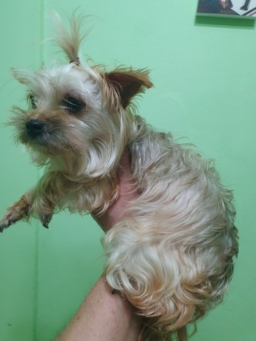 Мини йорки женски