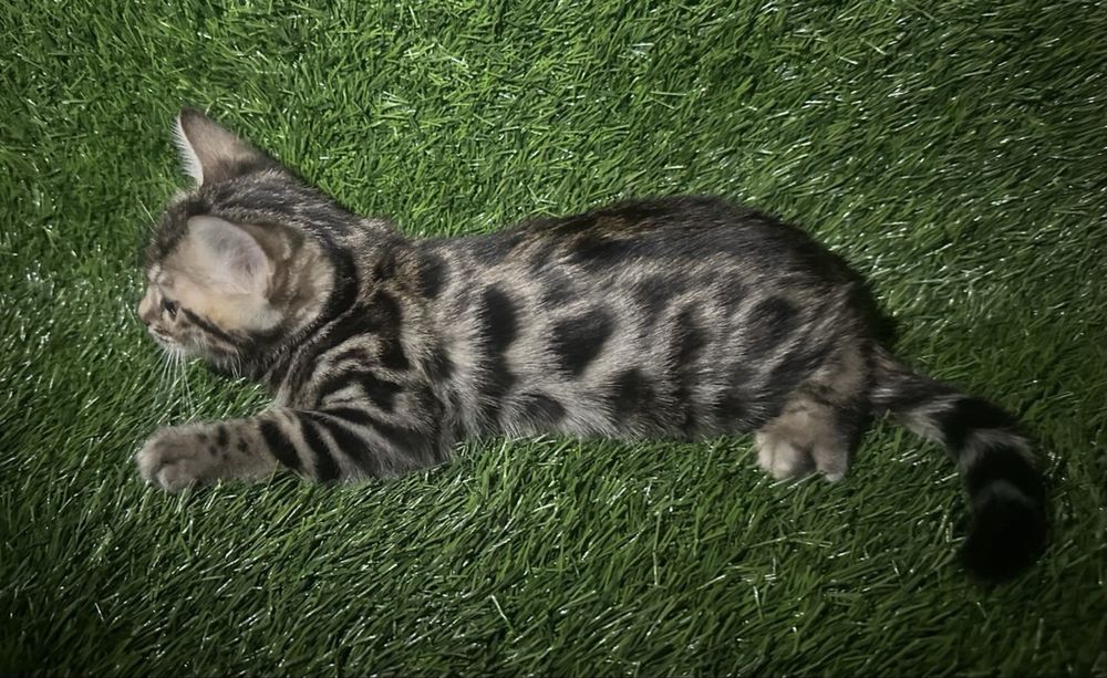 Бенгальские котята