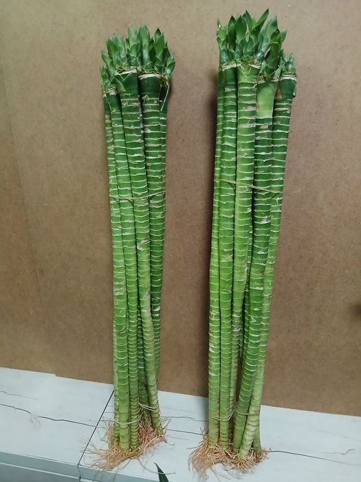 Бамбук счастья 60,70 и 100 см