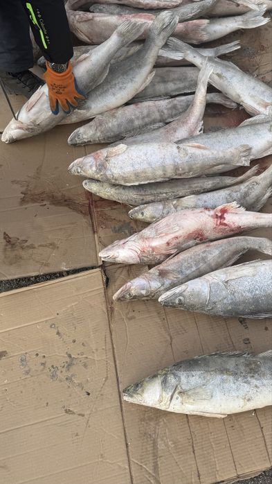 Продаю рыбу Судак