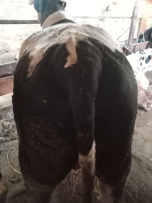 Курбандыкка 2 жасар букалар