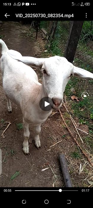 Козочка высокоудойной козы