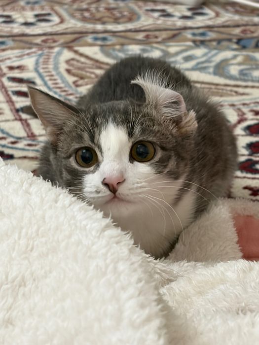 Кошка, домашняя,