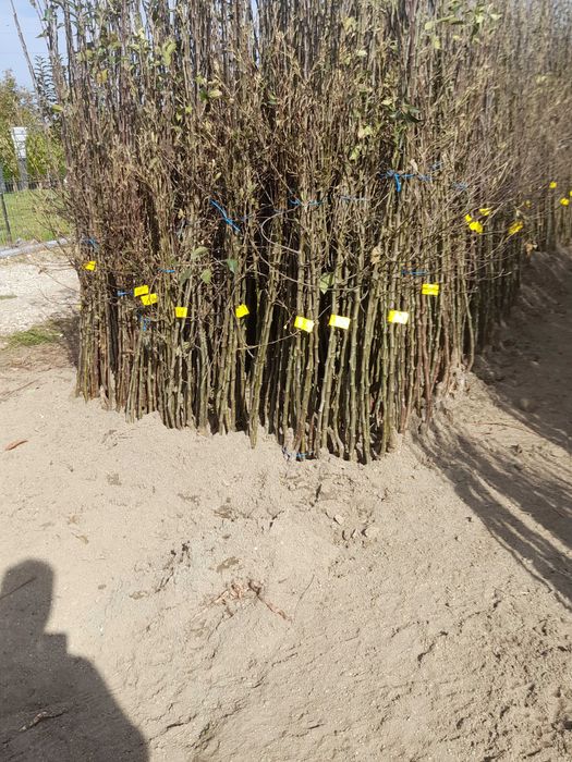 Pomi fructiferi de vânzare