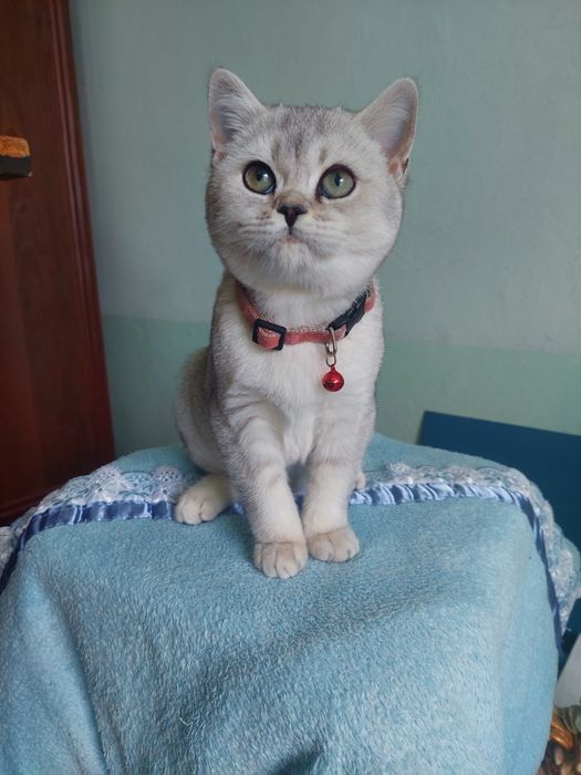 Britaniski shinshilla ota onasi privaznoy 4 oyli boldi o'yinqaroq