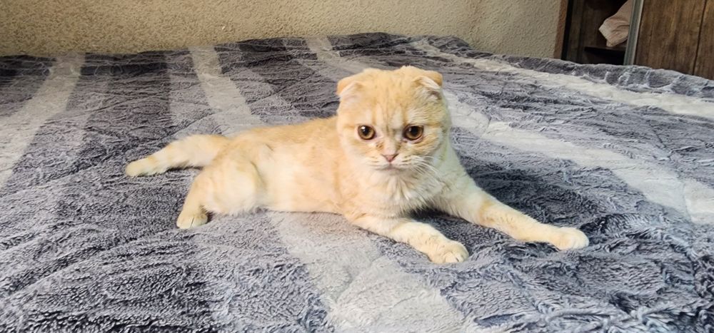 Скотиш фолд зотли мушукча сотилади юмшик юввош угил бола соглом