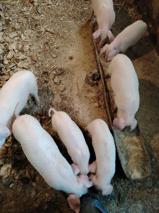 Продавам малки прасета!