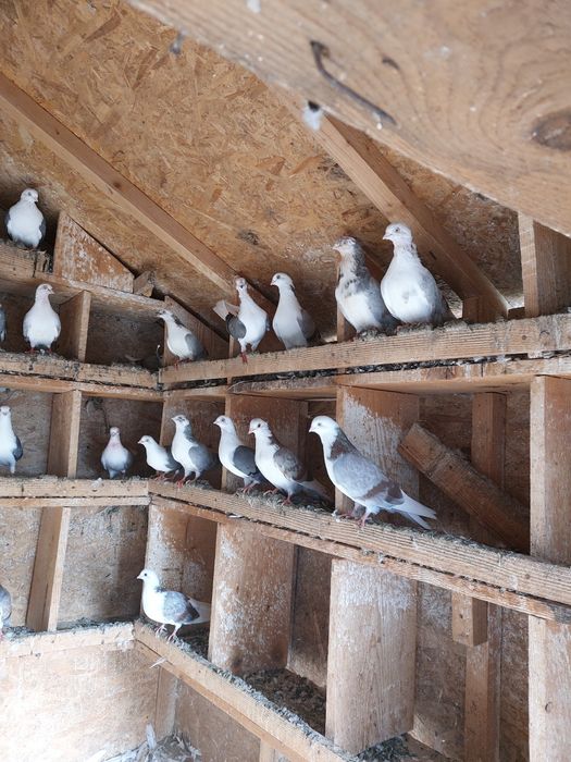 Vînd porumbei galateni