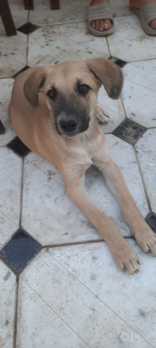 Щенок ищет добрый дом