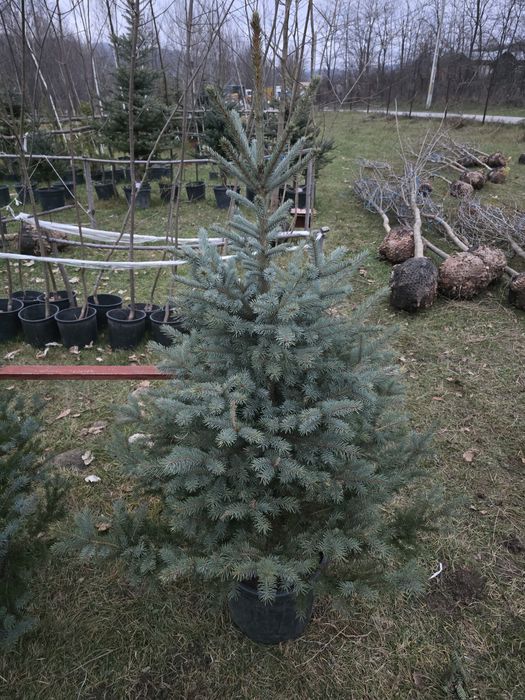 Brazi în ghiveci cu radacina