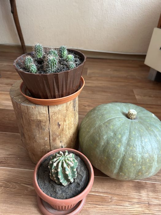 Продам , хлорофитум, кактус