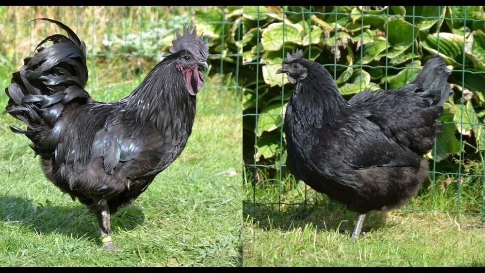 Ухаёл Кук тухум куяди