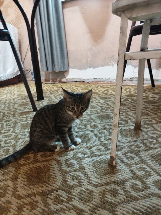 Отдадим котят в хорошие руки