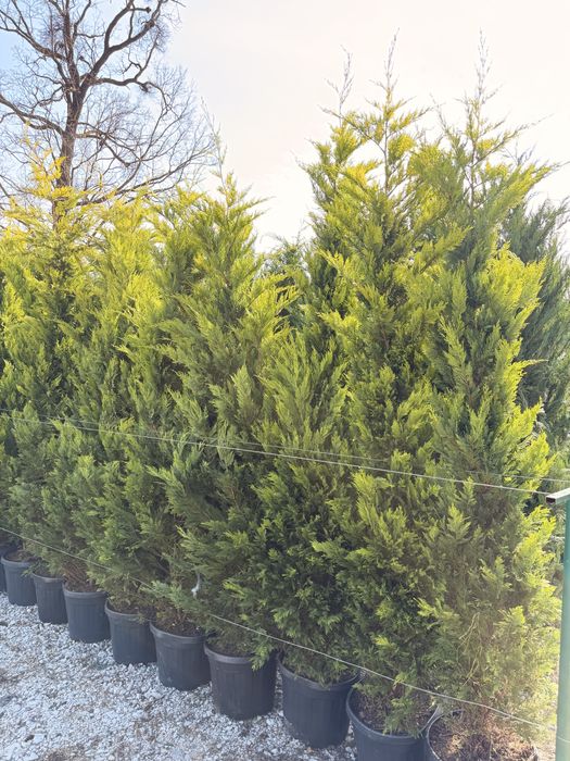 Leylandii Cupressus toate marimile