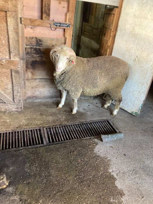 Овен Старопланински Цигай