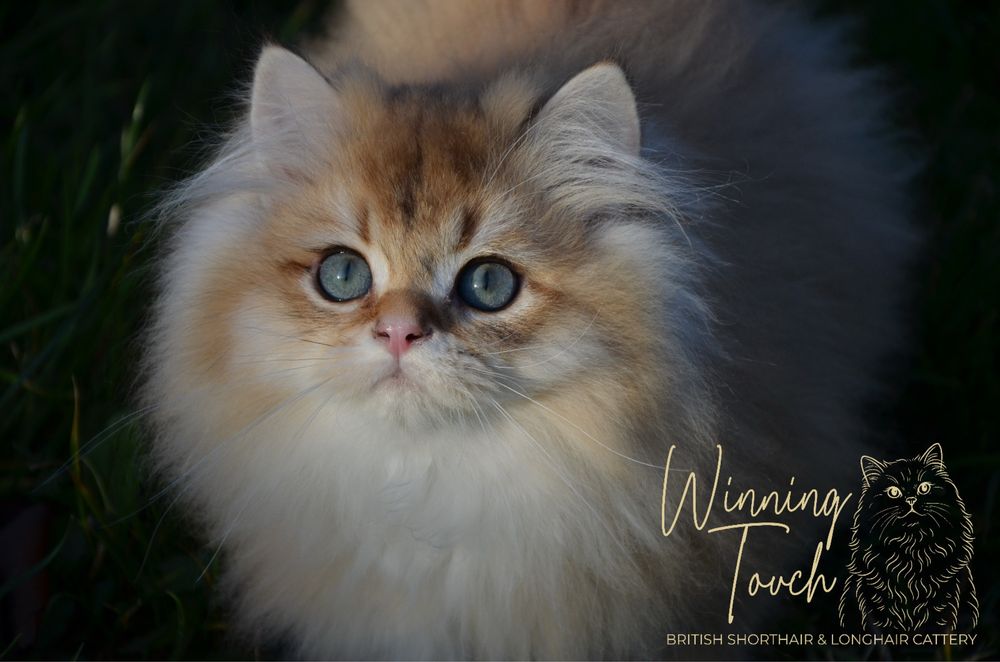 British longhair cu pedigree
