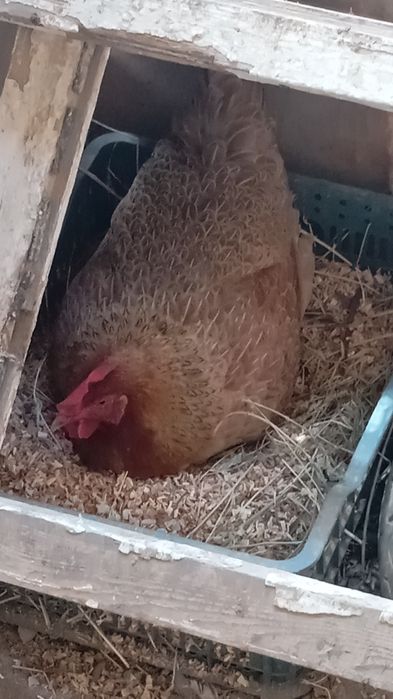 3 тауық сатылады