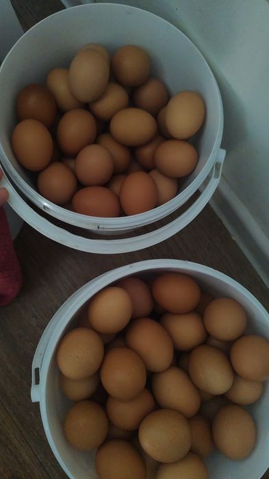 Продам кур Ломан Браун