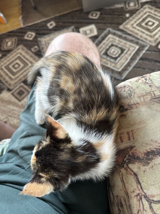 Котенок в хорошие руки