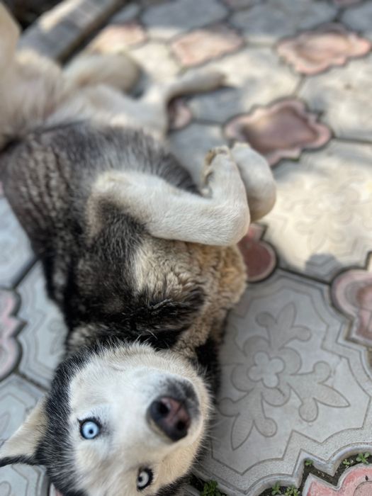 Хаски 5-7месяцев щенок