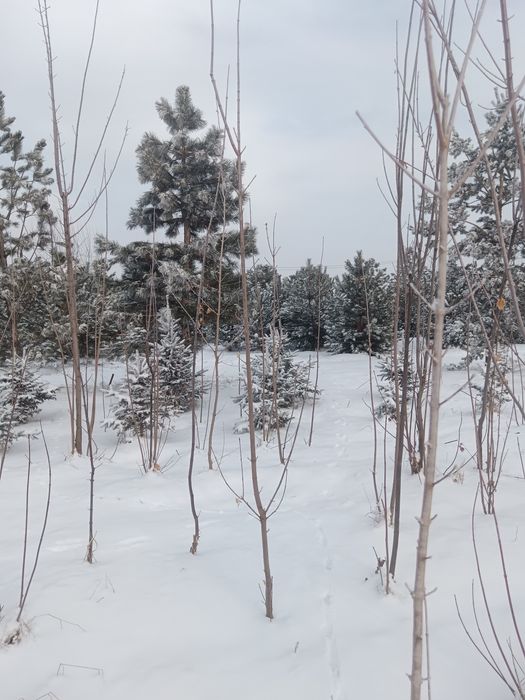 Лиственные породы деревьев