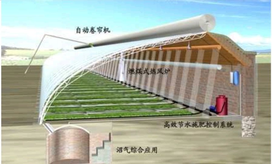 Китайский вегитарий (теплица)