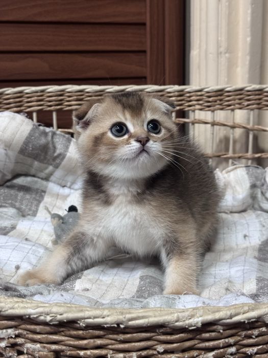 Продается мальчик