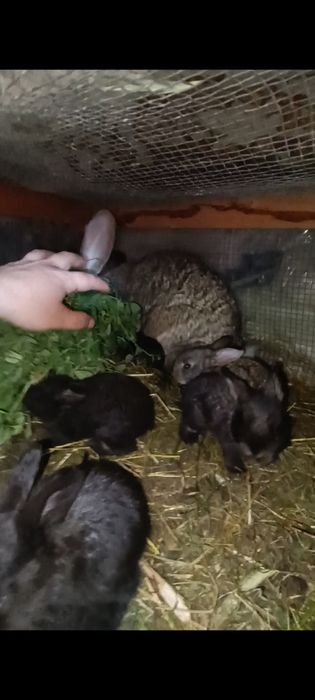 Iepuri rasa uriaș german și Transilvania