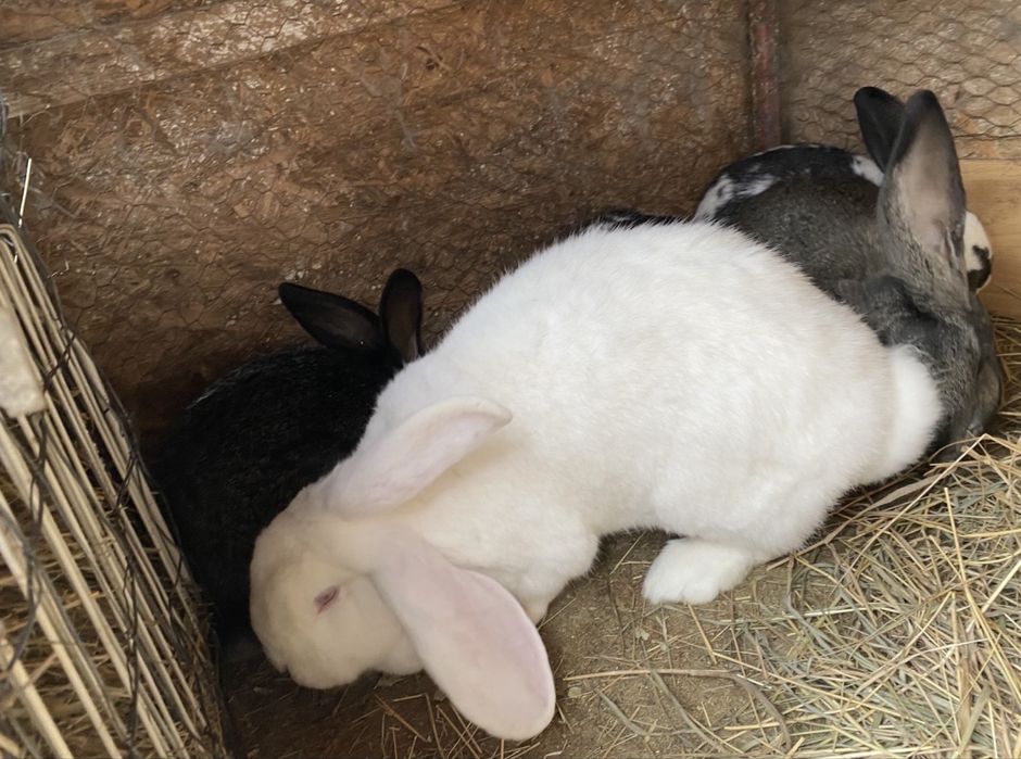 Dau la schimb ieburi, masculi/femele pe gaini