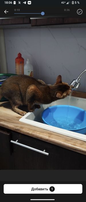 Продам абисинскую  кошку