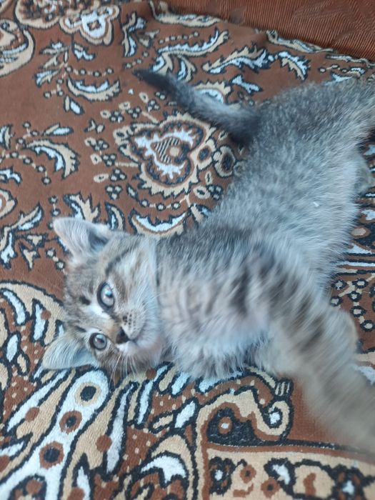 Котёнка в добрые руки