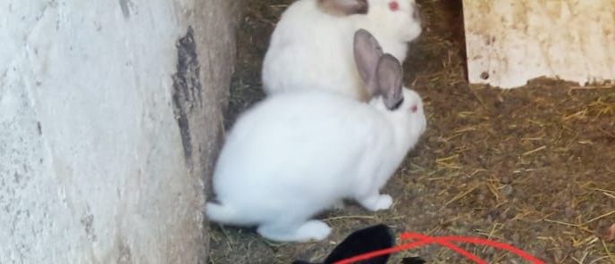 Қойан қойан қойан