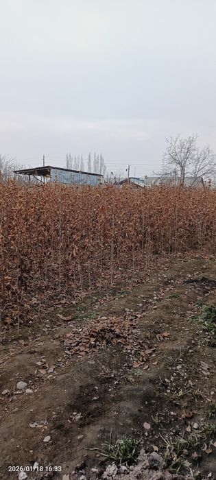 Chinor koʻchatlar sotiladi.