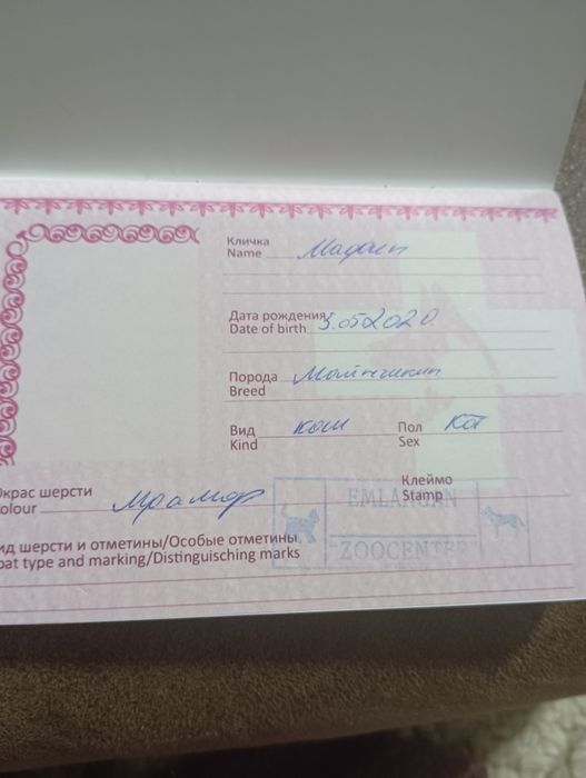 Продам кота Манчкин