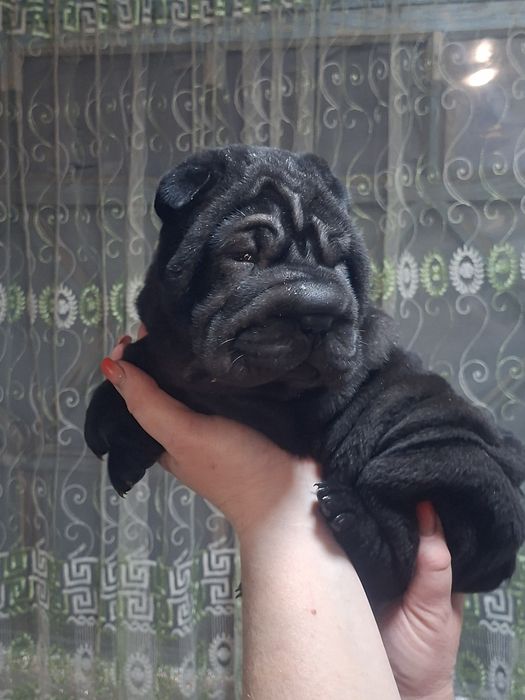 Шарпей щенок девочка