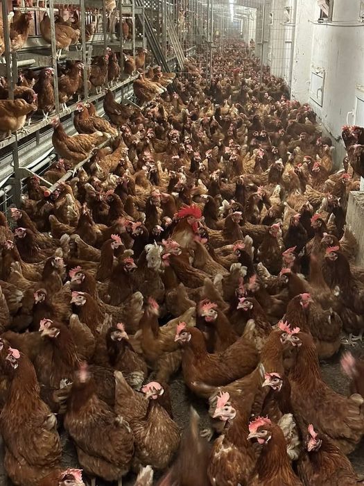 Păsări tinere de ouă