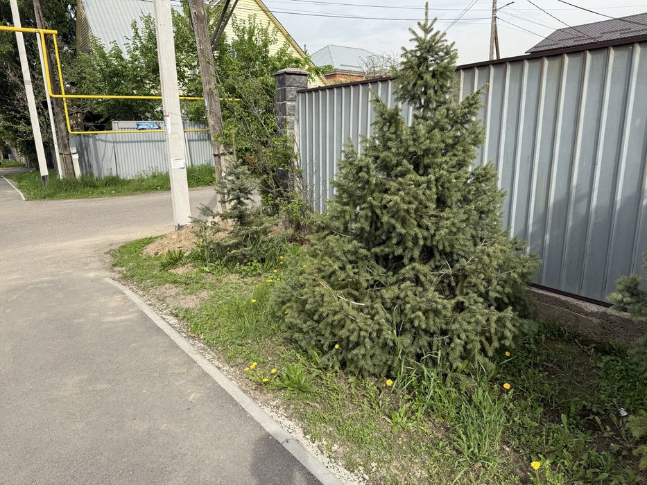 Продается тяншанские ели и голубые ели