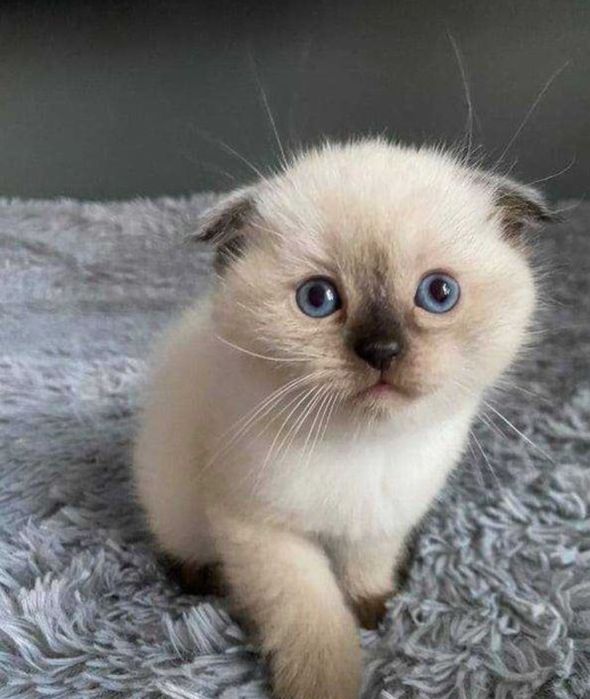 Вислоухие котята