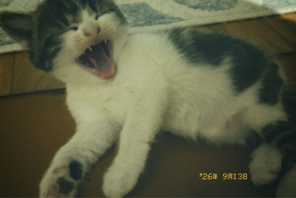 отдам котят в добрые руки!