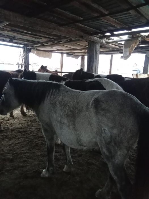 Жылқы малы сатылады..