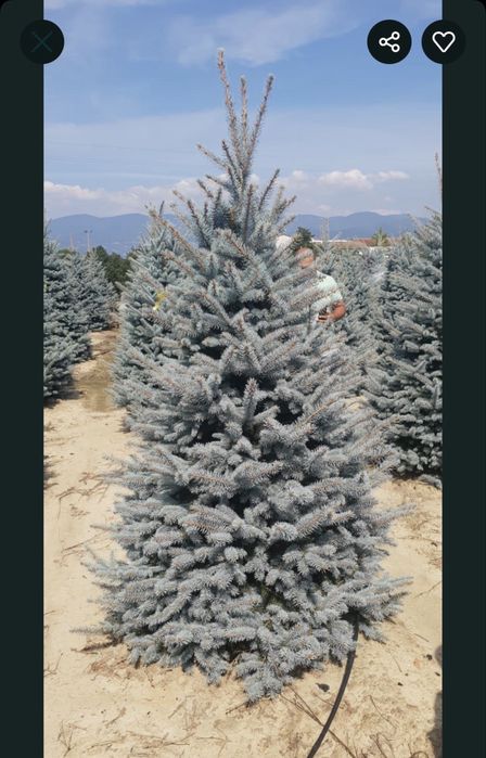 Plante ornamentale- oferte speciale