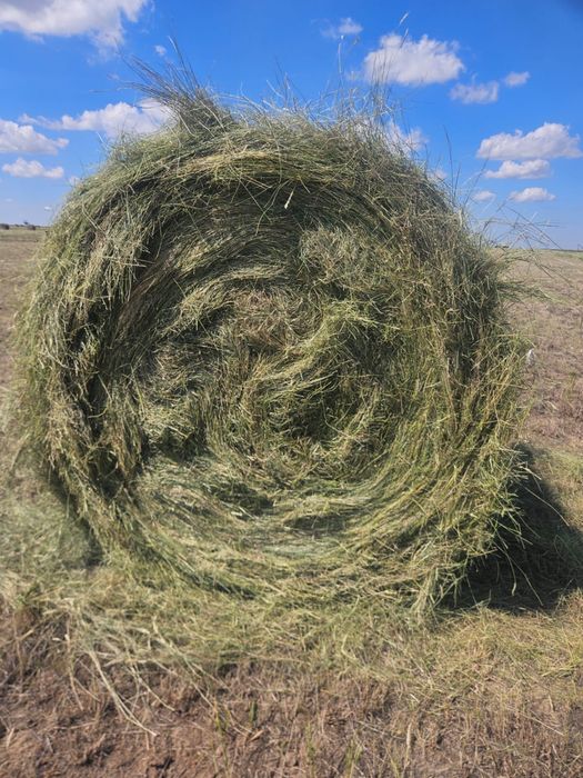 Продам сено жетняк самовывоз