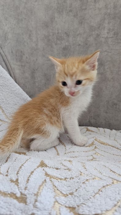 Милый котенок ждет своего хозяина